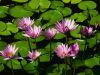 Filename=Water_lilies.jpg
Filesize=81KiB
Dimensions=800x600
Date added=Jul 01, 2008 Water_lilies.jpg